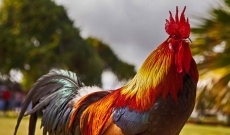 Петльовден е днес, честит празник!